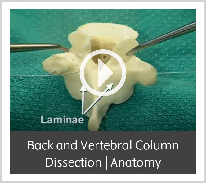 Back_and_Vertebral_Column_Dissection_Anatomy